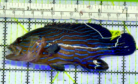 Blueline Grouper BG051001 WYSIWYG Size: XL 5.5”