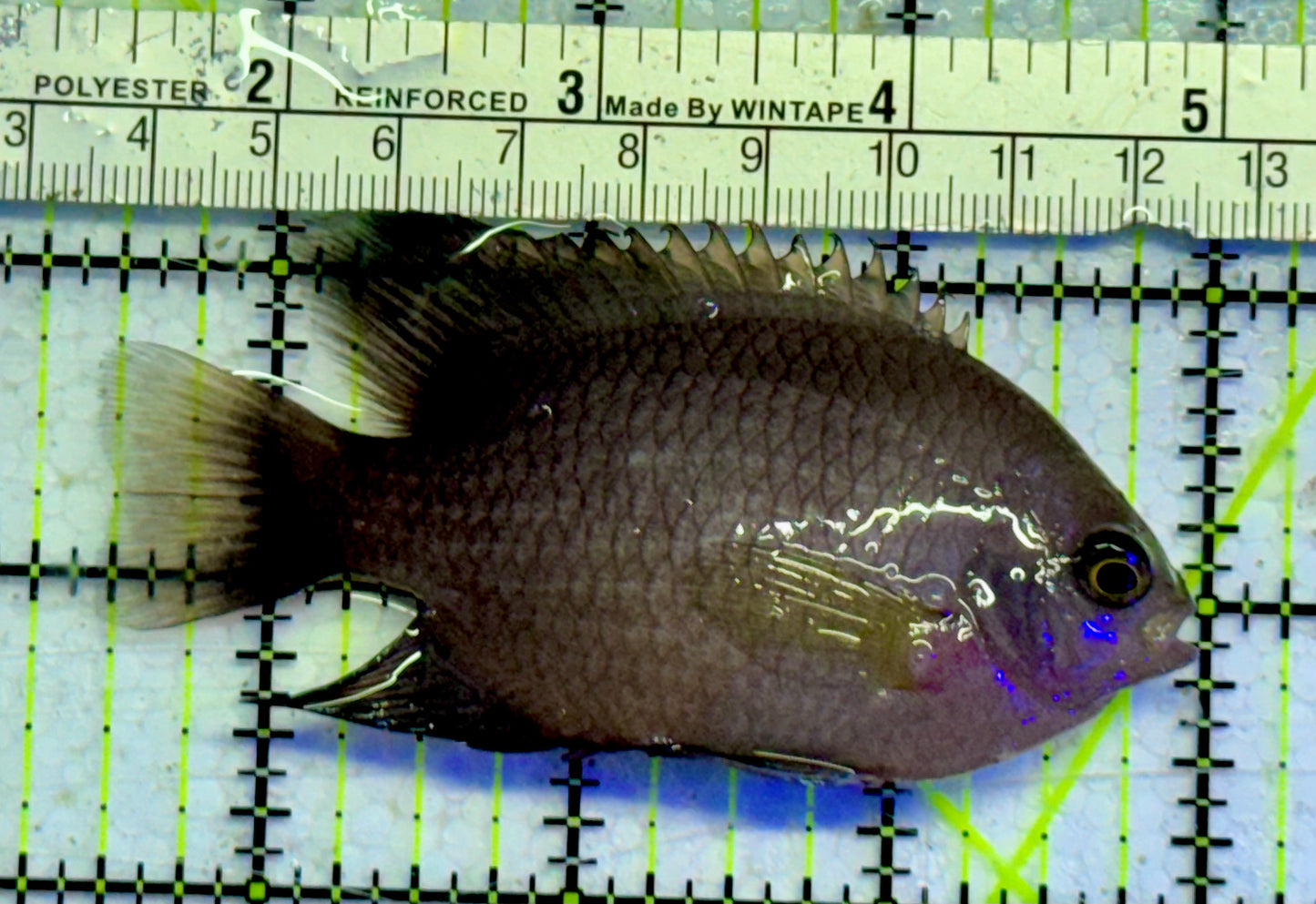 Domino Damselfish DDF051002 WYSIWYG Size: 3.5”