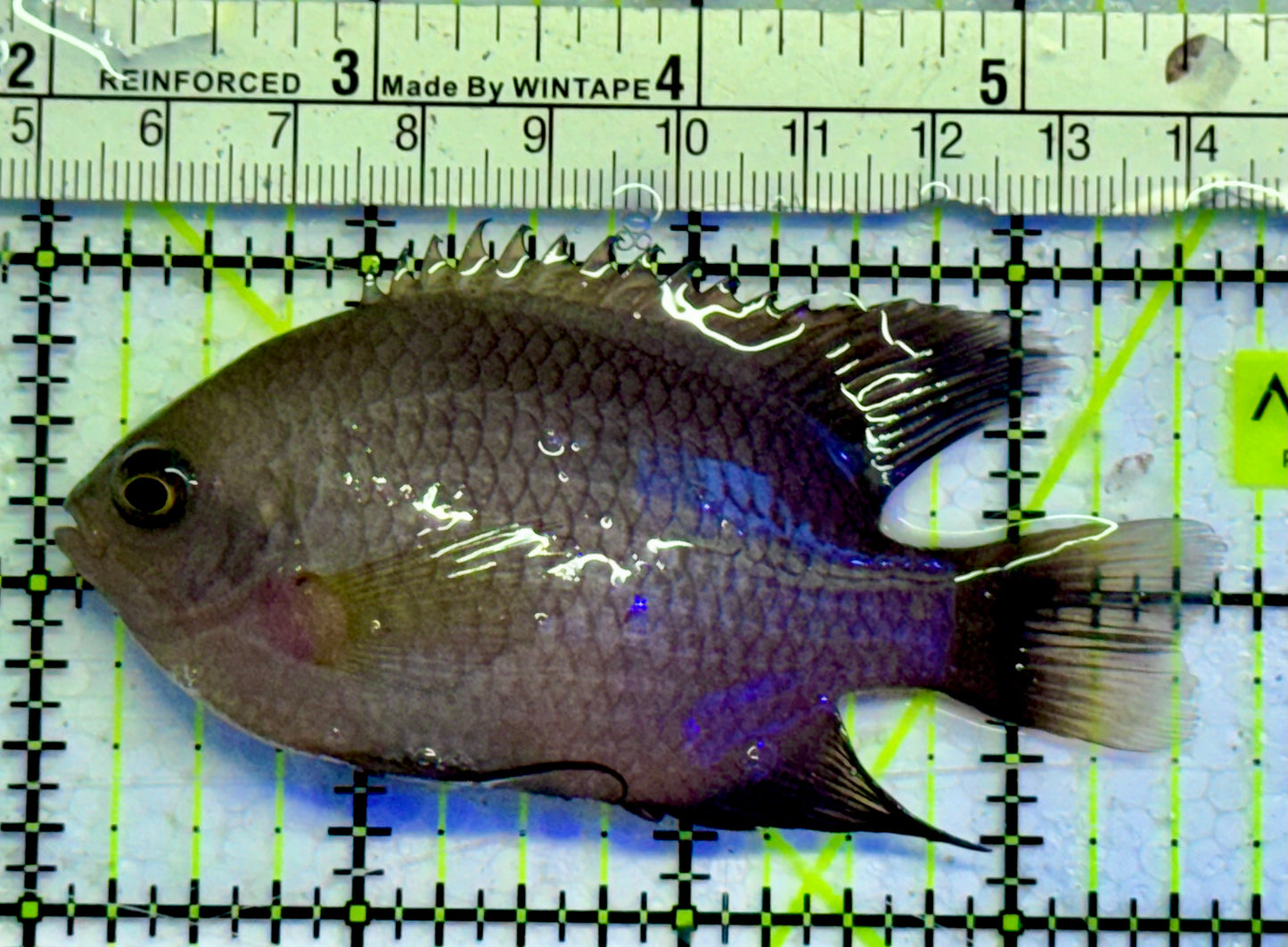 Domino Damselfish DDF051002 WYSIWYG Size: 3.5”