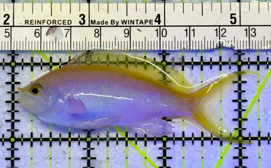 Bartlett's Anthias BA051002 WYSIWYG Size: XL 3"