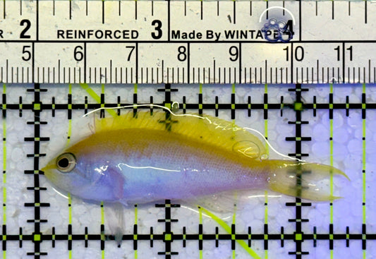 Bartlett's Anthias BA051003 WYSIWYG Size: 2.25"