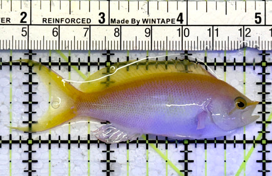 Bartlett's Anthias BA051004 WYSIWYG Size: XL 3"