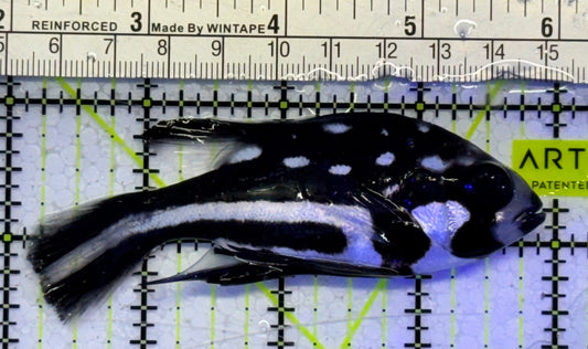 Black and White Snapper BWS051001 WYSIWYG Size: ML 4"
