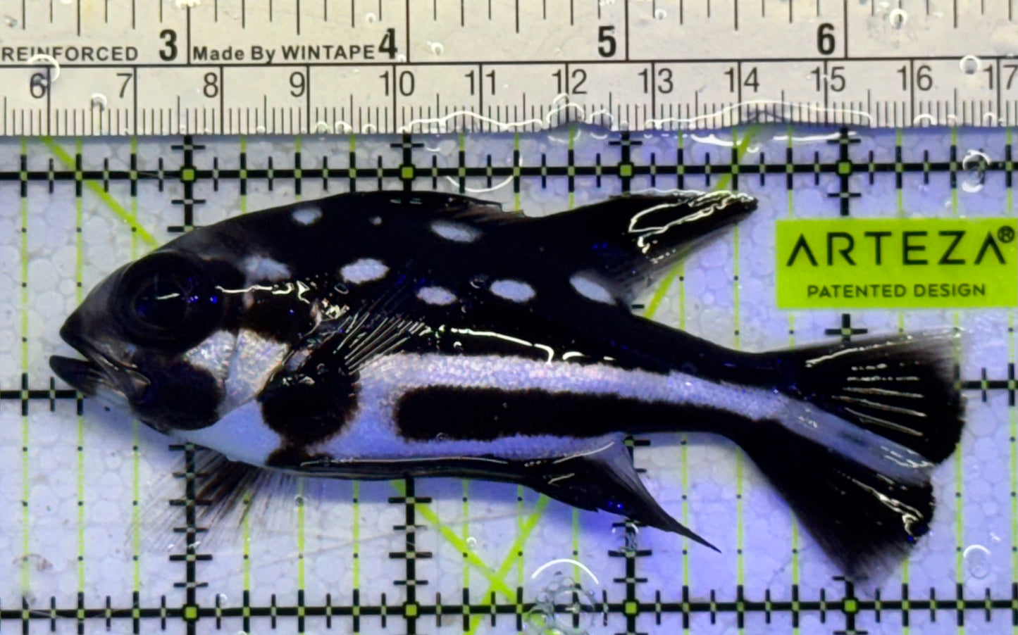 Black and White Snapper BWS051002 WYSIWYG Size: ML 4"