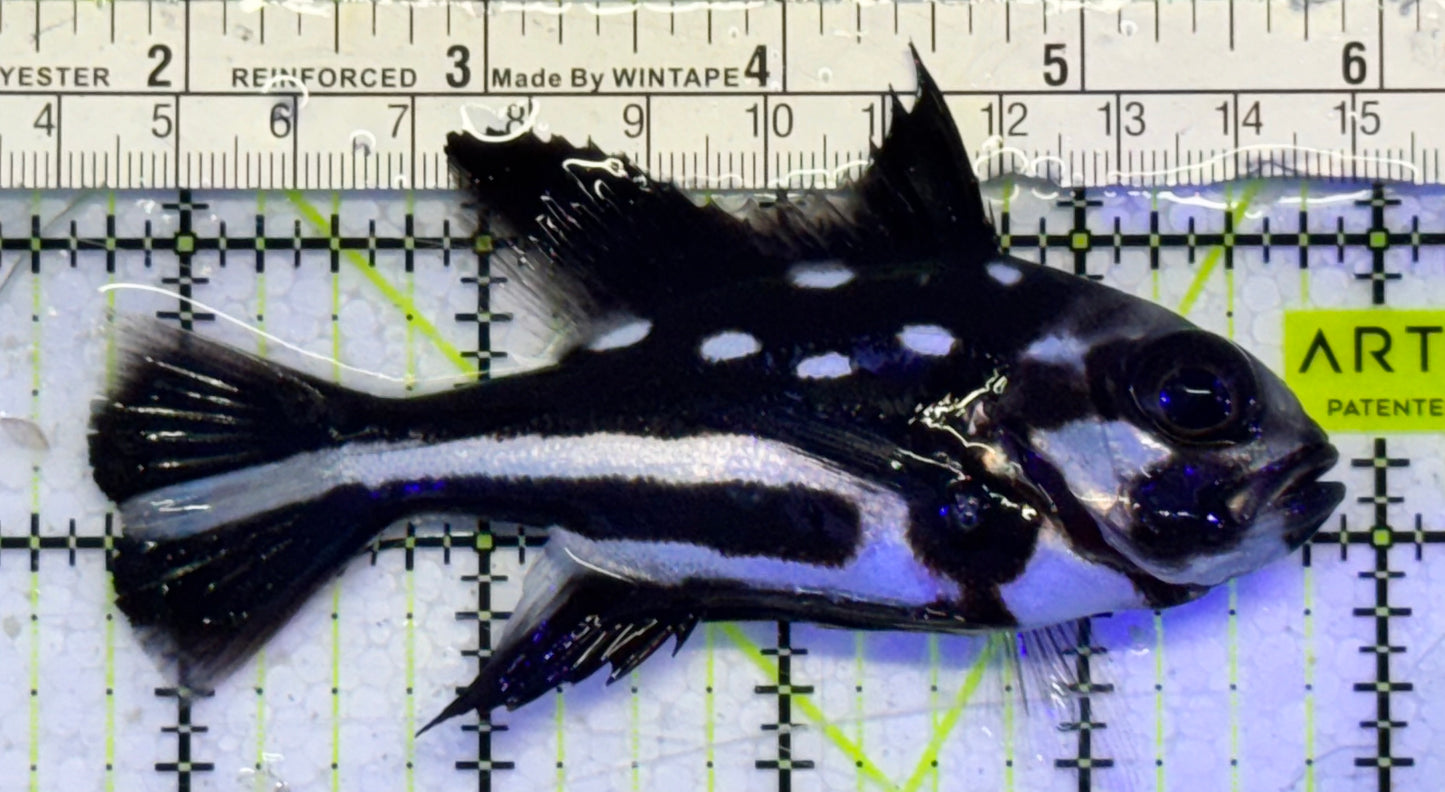 Black and White Snapper BWS051002 WYSIWYG Size: ML 4"