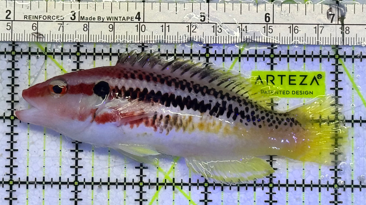 Rare Izu Hogfish RIH051001 WYSIWYG Size L : 5"