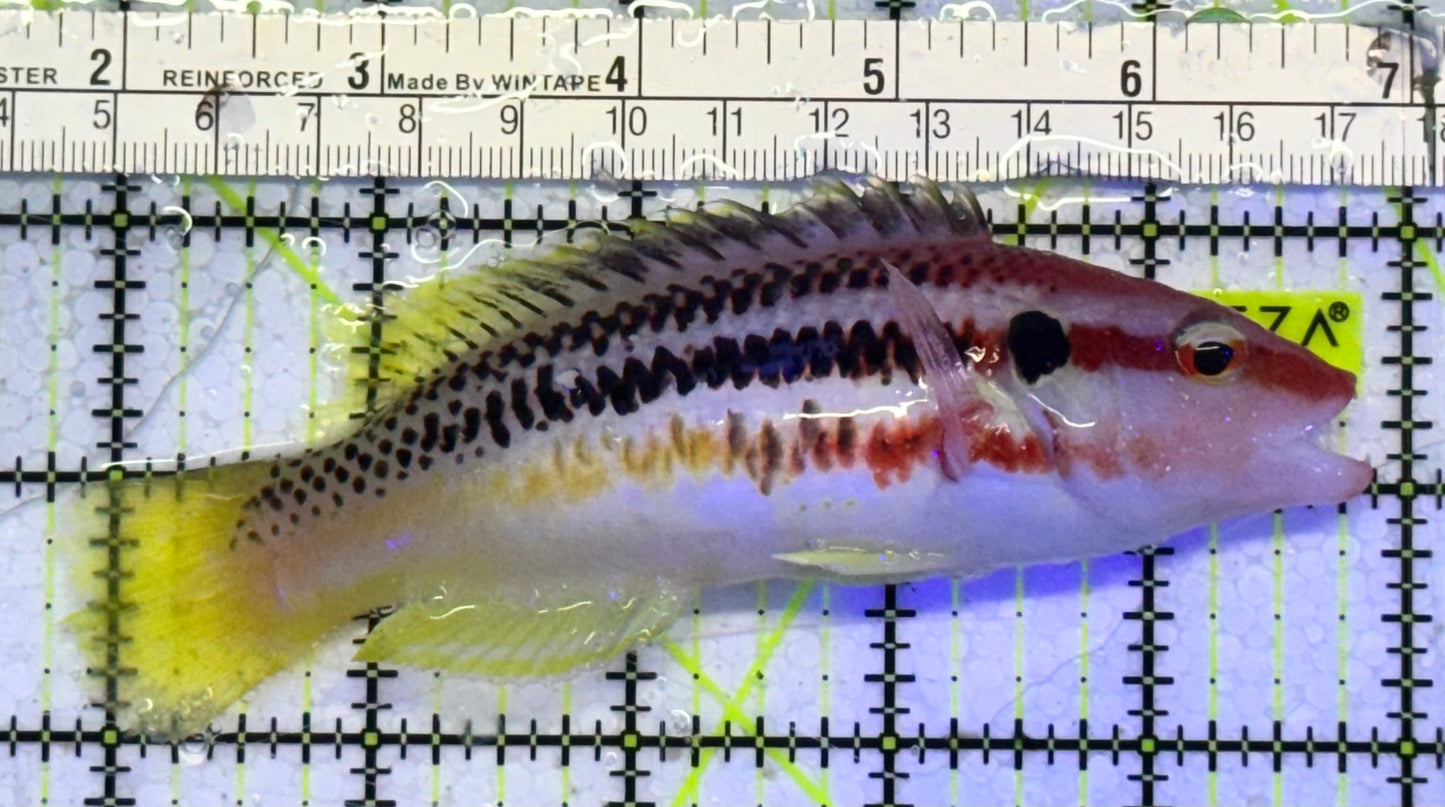 Rare Izu Hogfish RIH051001 WYSIWYG Size L : 5"
