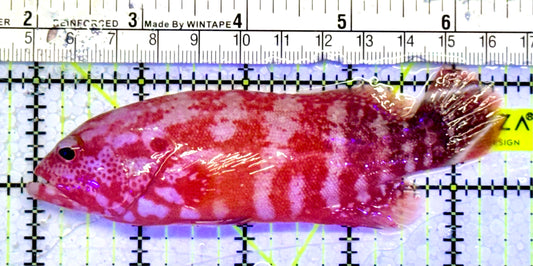 Strawberry Grouper SG051001 WYSIWYG Size: L 4.5”