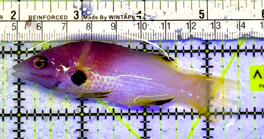 Eclipse Hogfish EHF051001 WYSIWYG Size: 3.5”