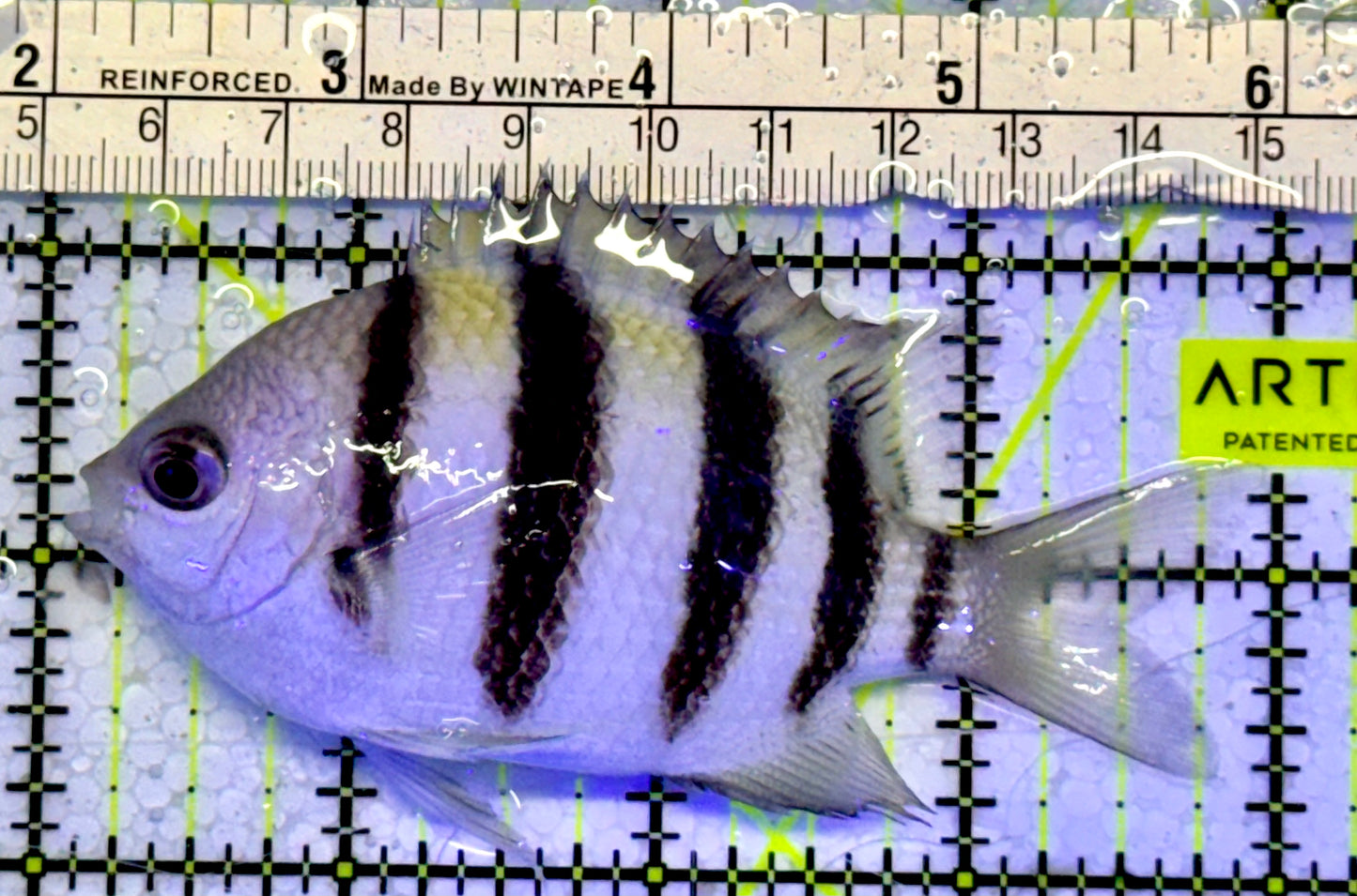 Sergeant Major Damselfish SMD051001 WYSIWYG Size: 4”