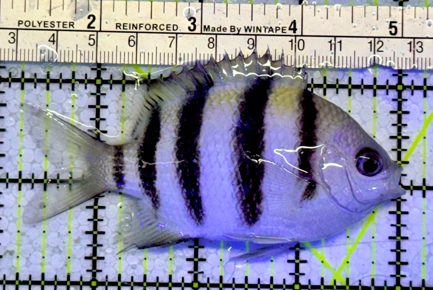 Sergeant Major Damselfish SMD051001 WYSIWYG Size: 4”