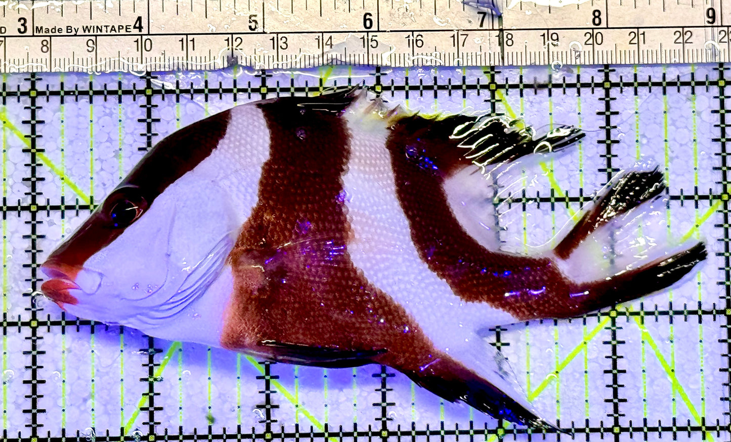 Red Emperor Snapper RES051002 WYSIWYG Size: L 5.5”