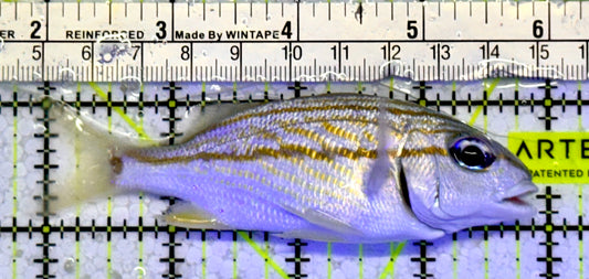 French Grunt FG051001 WYSIWYG Size: ML 4"