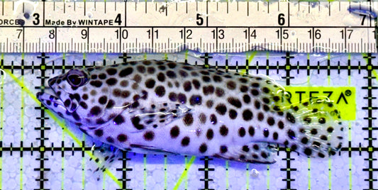 Multi Color Spotted Grouper/ Honeycomb Grouper MSG051001 WYSIWYG Size: ML 3.75”