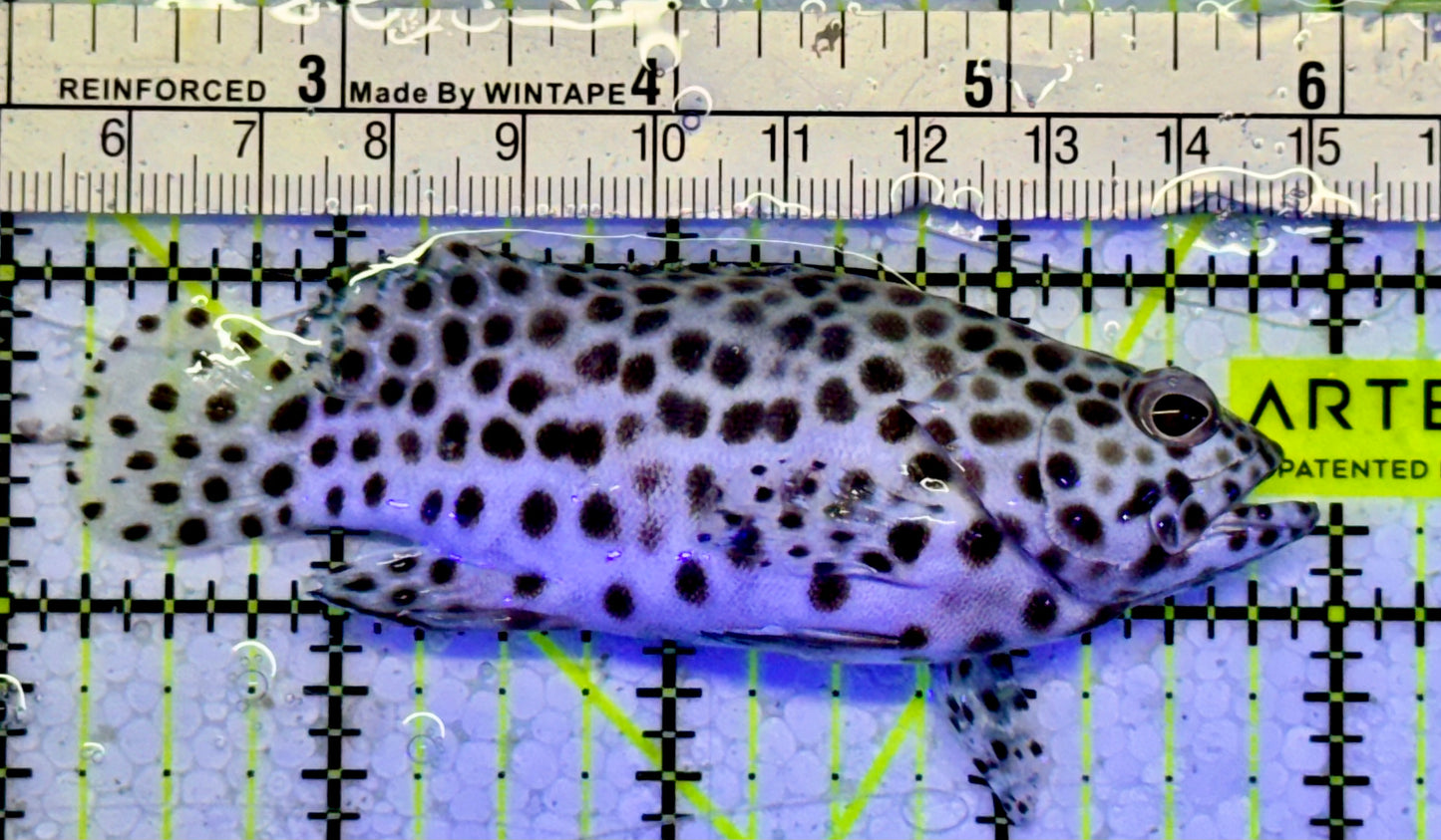 Multi Color Spotted Grouper/ Honeycomb Grouper MSG051001 WYSIWYG Size: ML 3.75”