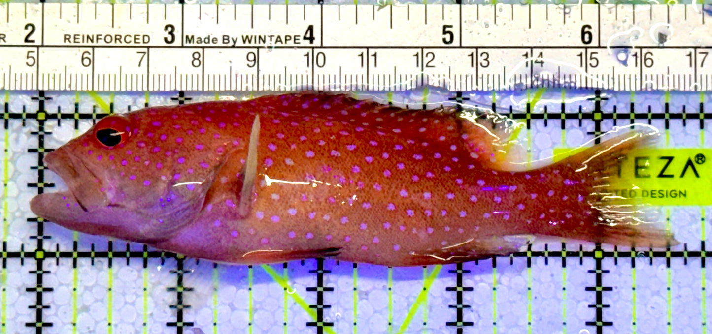 Louti Grouper LG051001 WYSIWYG Size: L 4.5”