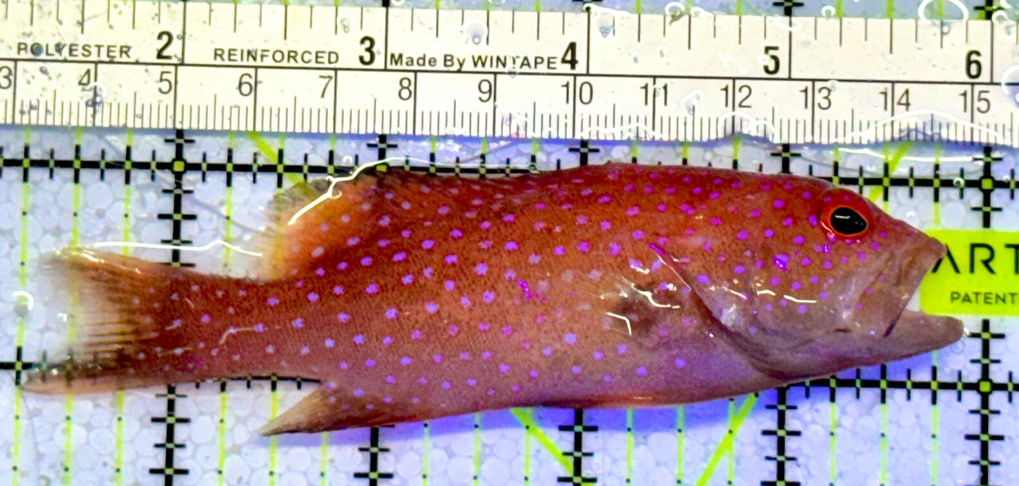 Louti Grouper LG051001 WYSIWYG Size: L 4.5”