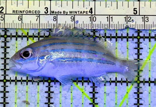 Blueline Snapper BS051002 WYSIWYG Size: M 3"