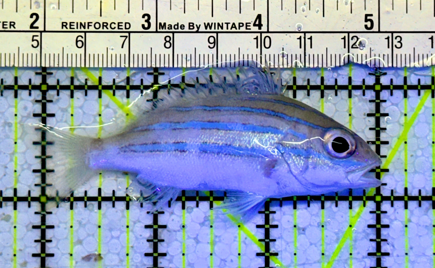 Blueline Snapper BS051002 WYSIWYG Size: M 3"