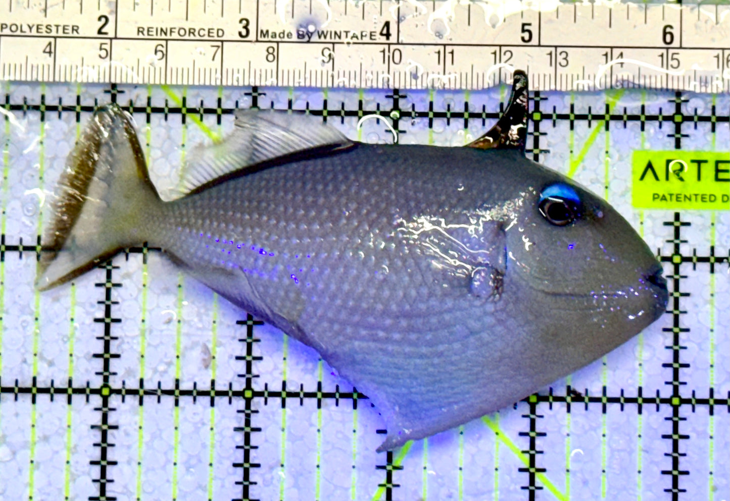 Female Blue Throat Triggerfish (Reefsafe) BTT051001 WYSIWYG Size: ML 4.5”