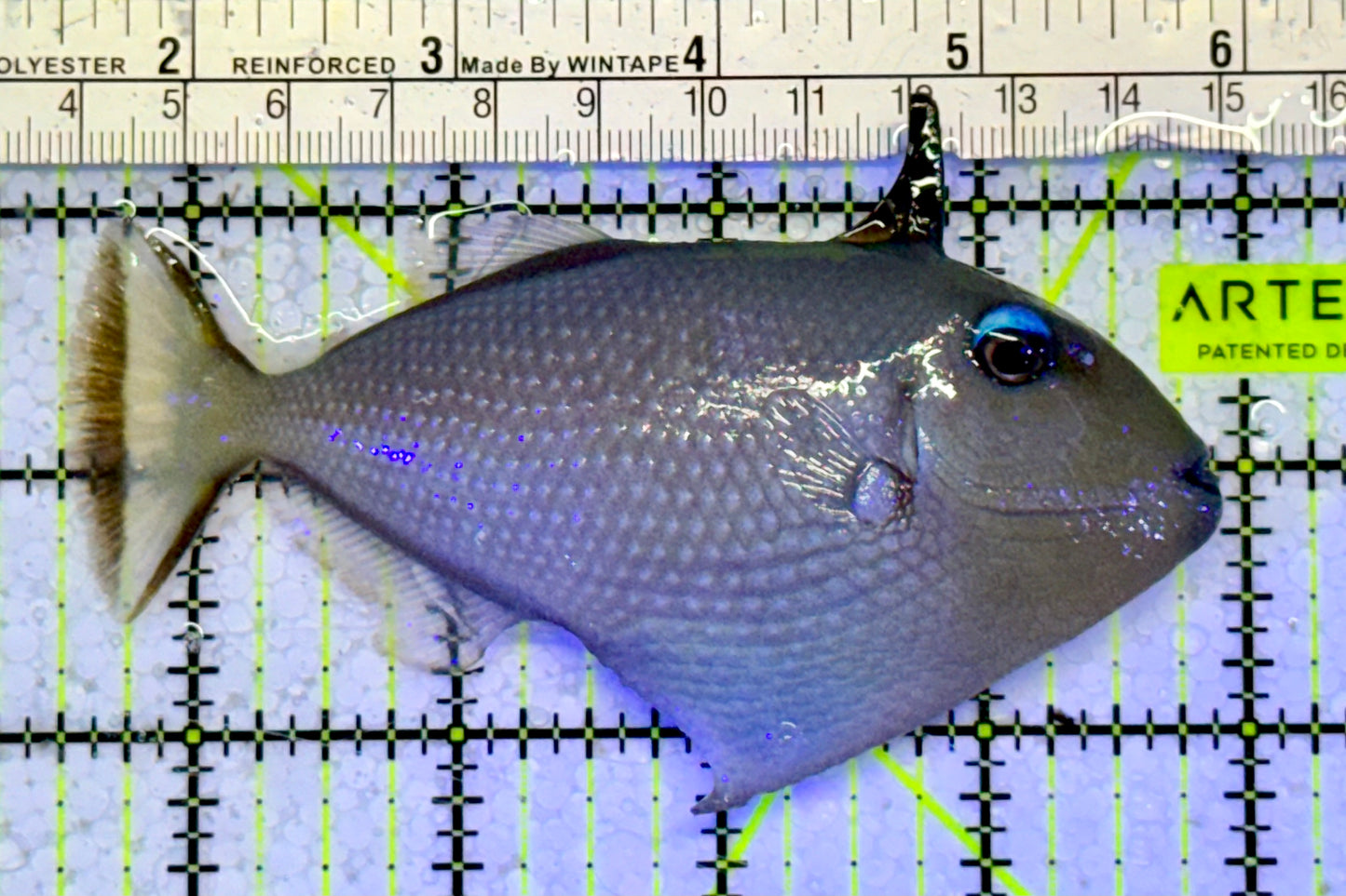 Female Blue Throat Triggerfish (Reefsafe) BTT051002 WYSIWYG Size: ML 4.5”