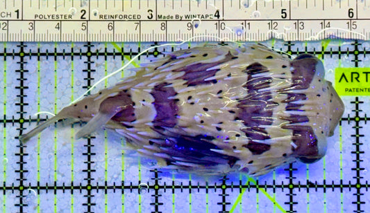 Porcupine Pufferfish PPF051001 WYSIWYG Size: L 5"