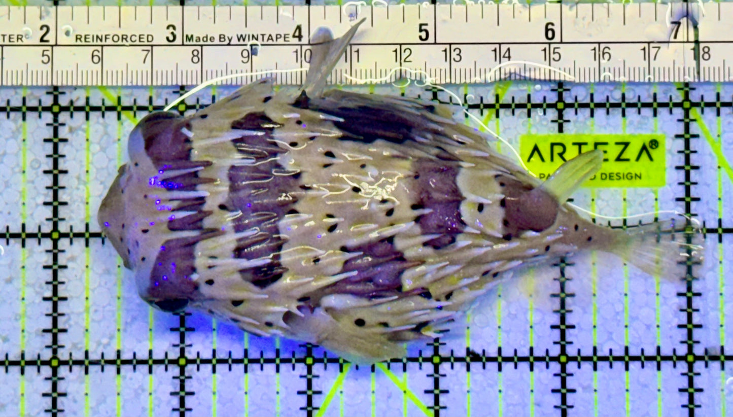 Porcupine Pufferfish PPF051001 WYSIWYG Size: L 5"