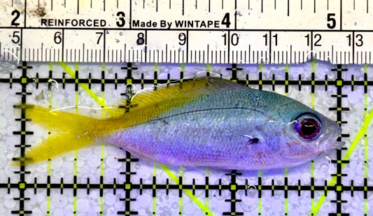 Fusilier Chromis FC051001 WYSIWYG Size: 3”