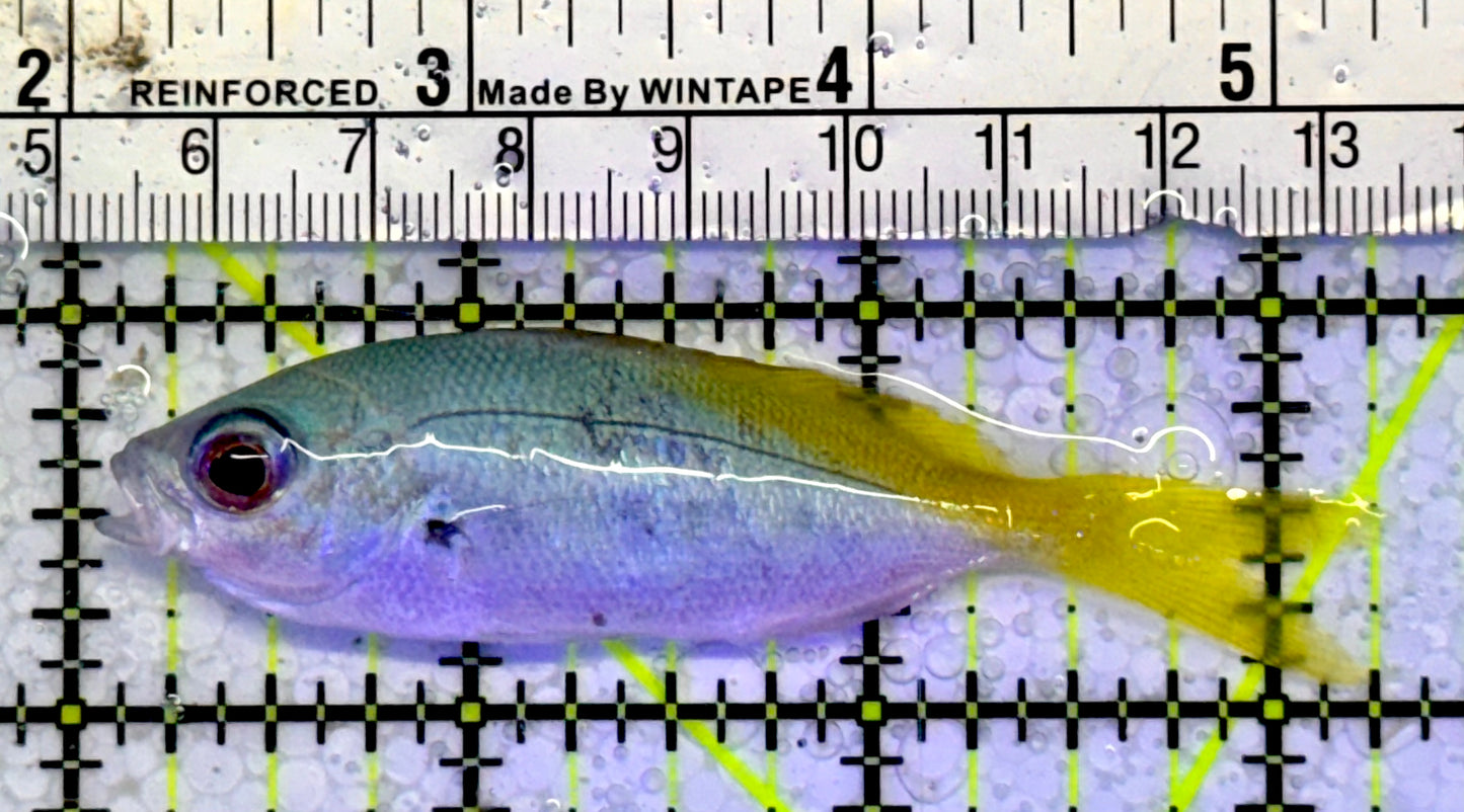 Fusilier Chromis FC051001 WYSIWYG Size: 3”
