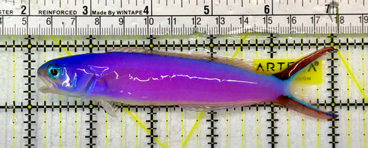 Purple Tilefish PTF051302 WYSIWYG Size: XL 5"