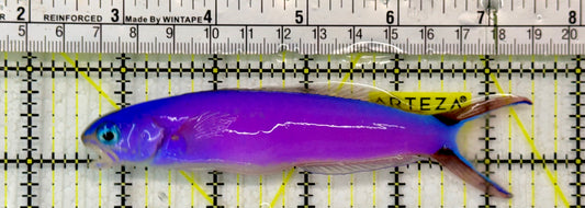 Purple Tilefish PTF051304 WYSIWYG Size: XL 5"