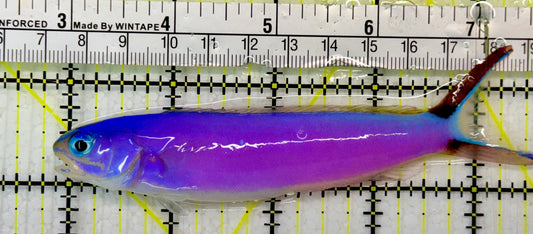 Purple Tilefish PTF051305 WYSIWYG Size: XL 4.5"
