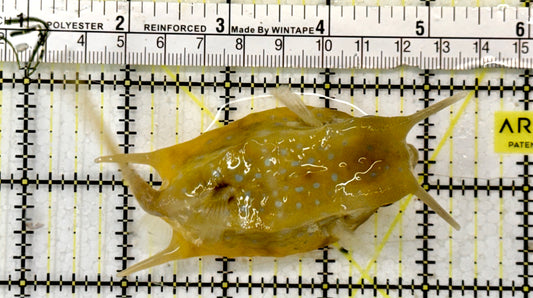 Longhorn Cowfish LCF051302 WYSIWYG Size: L 4.5"