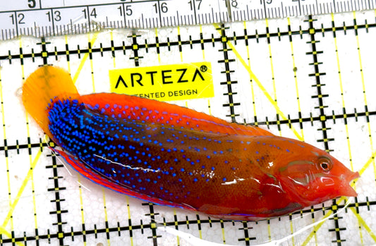 African Red Clown Coris Wrasse Adult ARCCWA060601 WYSIWYG Size: S 3.5" approx