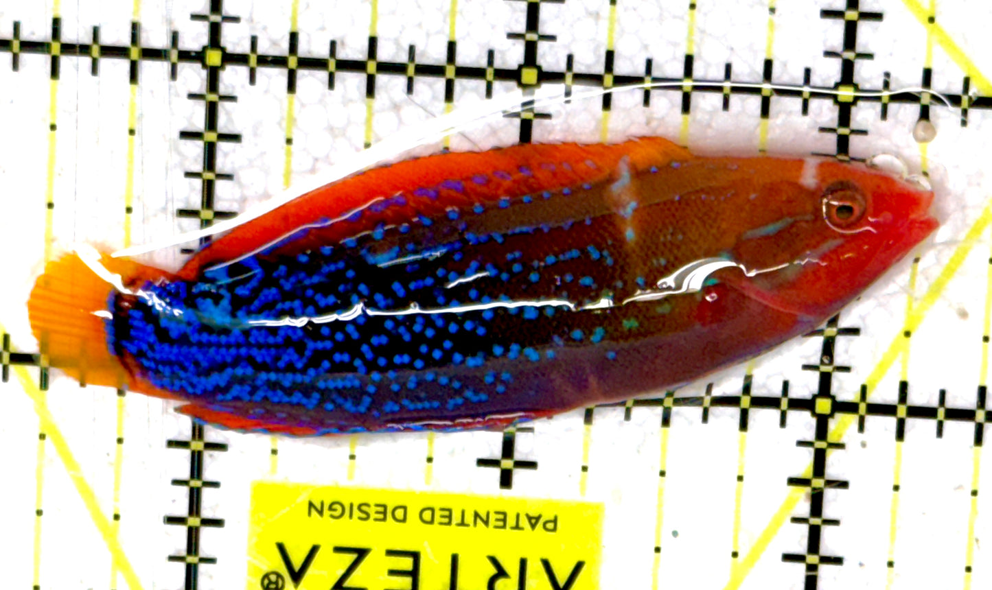 African Red Clown Coris Wrasse Adult ARCCWA060602 WYSIWYG Size: S 2.75" approx