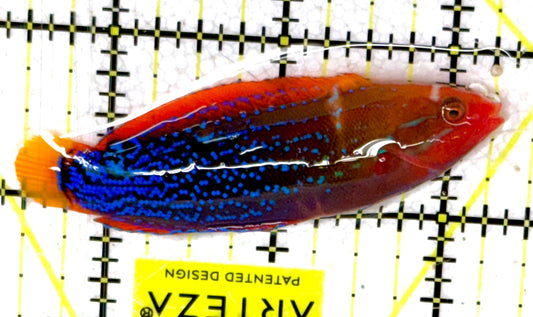 African Red Clown Coris Wrasse Adult ARCCWA060602 WYSIWYG Size: S 2.75" approx