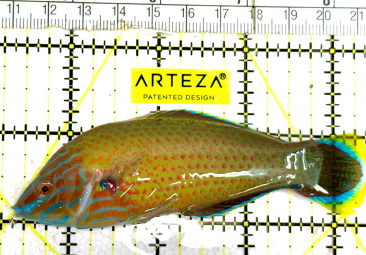Grey Head Wrasse GHW060601 WYSIWYG Size: XL 4" approx