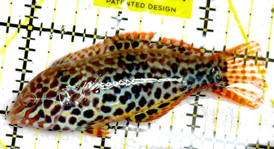 Meleagris Leopard Wrasse MLW060601 WYSIWYG Size: L 2.75" approx