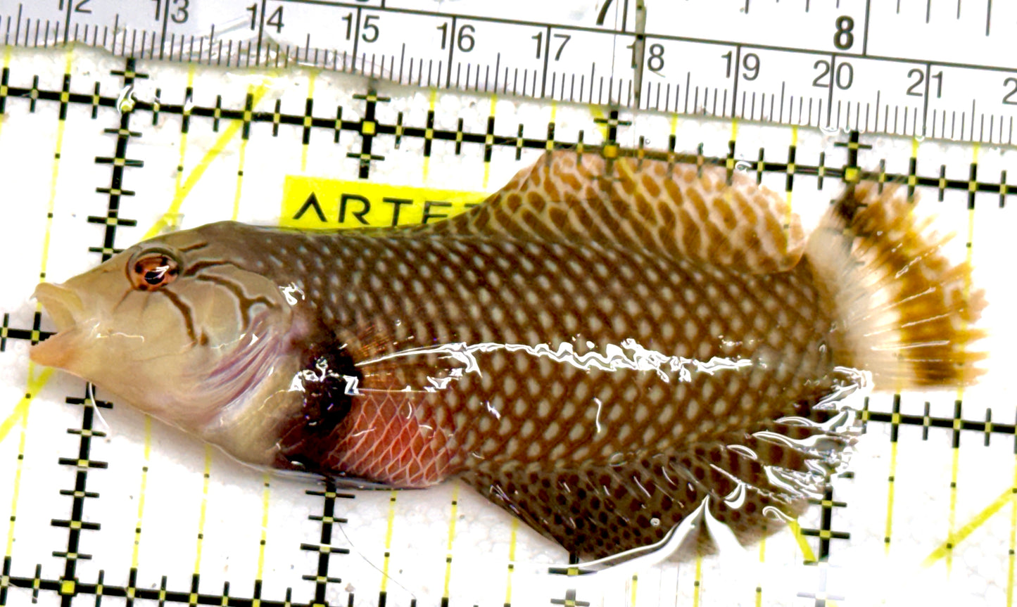 Dragon Wrasse DW060601 WYSIWYG Size: ML 3.75" approx