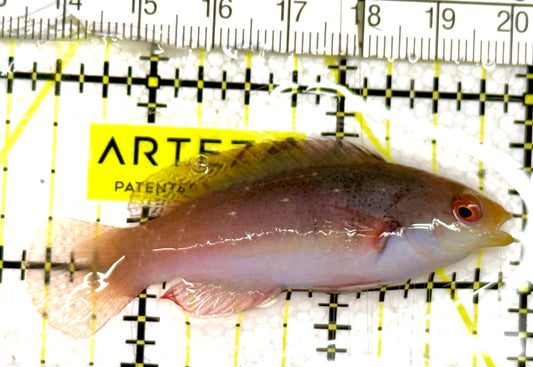 Scott's Fairy Wrasse SFW060701 WYSIWYG Size: M 2.5" approx