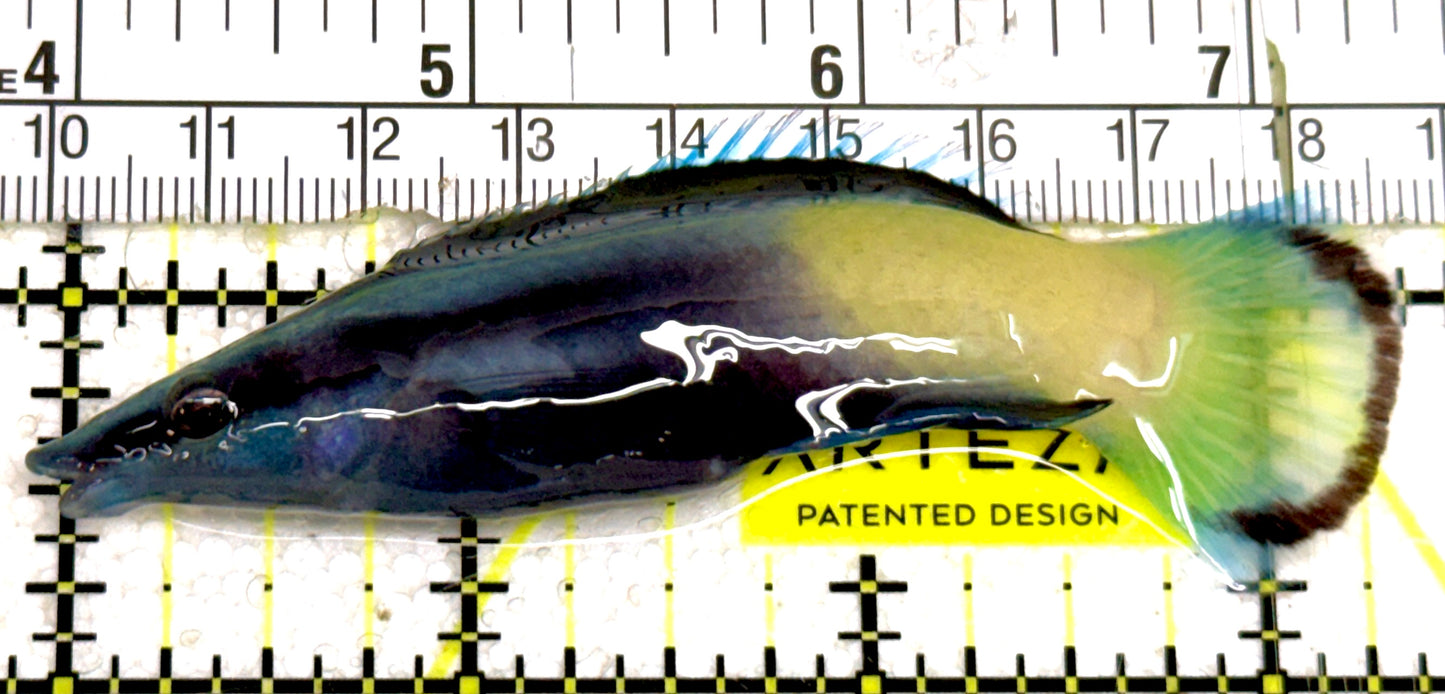 Bicolor Cleaner Wrasse BCW060701 WYSIWYG Size: Show 3.25" approx
