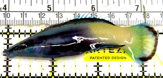 Bicolor Cleaner Wrasse BCW060701 WYSIWYG Size: Show 3.25" approx