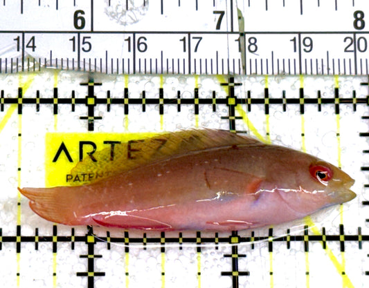 Scott's Fairy Wrasse SFW060702 WYSIWYG Size: M 2.5" approx