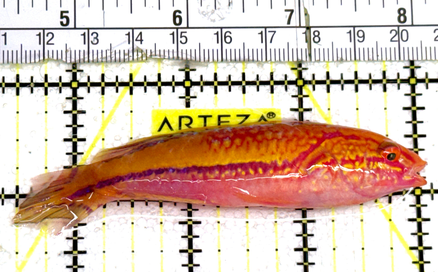 Pintail Fairy Wrasse PFW060601 WYSIWYG Size: XL 3.5" approx
