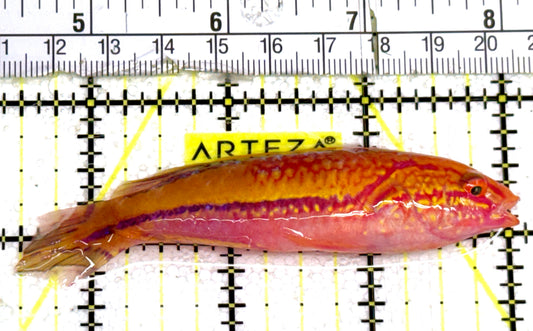 Pintail Fairy Wrasse PFW060601 WYSIWYG Size: XL 3.5" approx