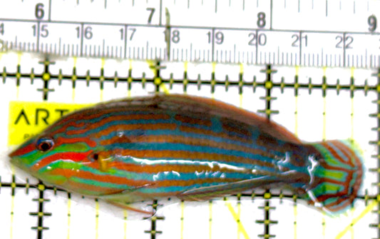 Melanurus Wrasse MW060601 WYSIWYG Size: L 3" approx