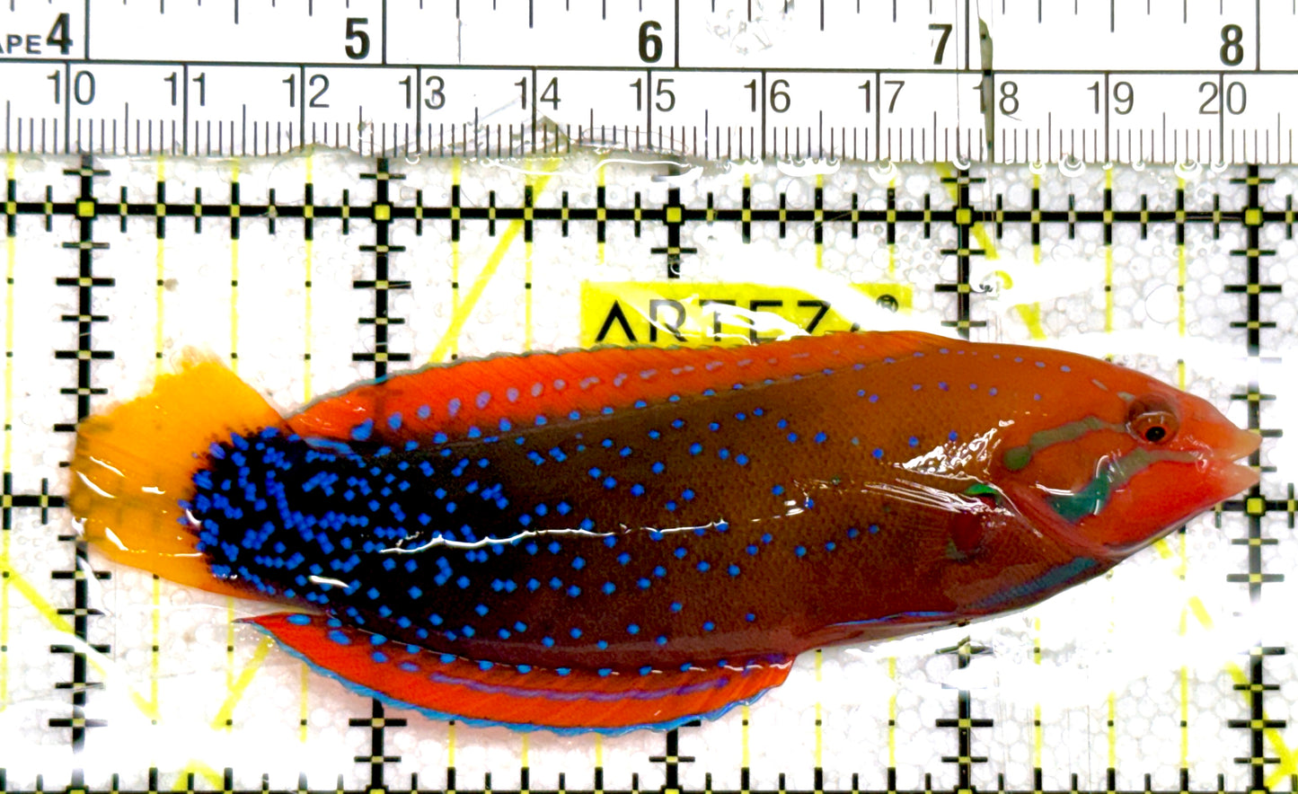 African Red Clown Coris Wrasse Adult ARCCWA060603 WYSIWYG Size: M 4" approx
