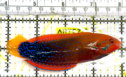 African Red Clown Coris Wrasse Adult ARCCWA060603 WYSIWYG Size: M 4" approx