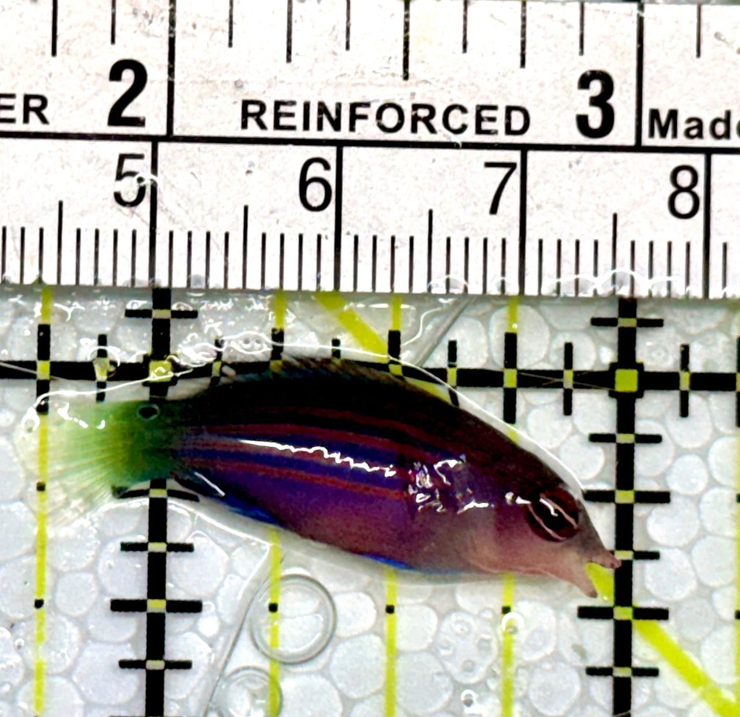 Six Line Wrasse (Phillipines) SLW051302 WYSIWYG Size: S 1.5"