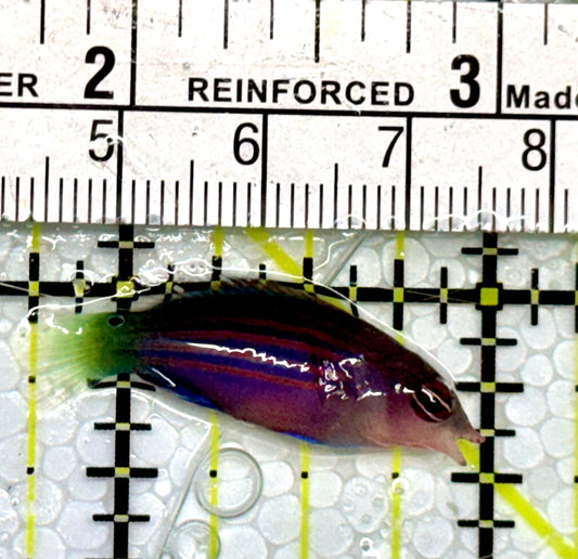 Six Line Wrasse (Phillipines) SLW051302 WYSIWYG Size: S 1.5"
